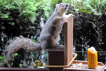 Squirrels at Nana's house - June 17, 2008
