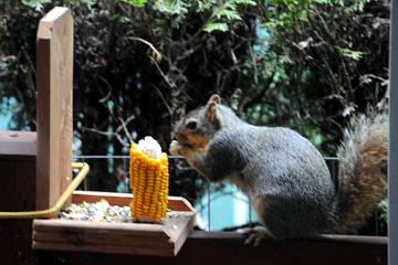 Squirrels at Nana's house - June 17, 2008