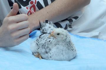 McChicken - July 24, 2012