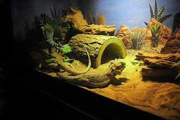 Lizards at Andrew's - February 3, 2013 Lizards at Andrew's - February 3, 2013