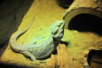 Lizards at Andrew's - February 3, 2013 Lizards at Andrew's - February 3, 2013