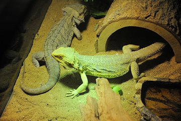 Lizards at Andrew's - February 3, 2013 Lizards at Andrew's - February 3, 2013