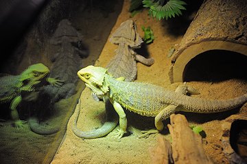 Lizards at Andrew's - February 3, 2013 Lizards at Andrew's - February 3, 2013