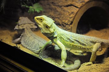 Lizards at Andrew's - February 3, 2013 Lizards at Andrew's - February 3, 2013