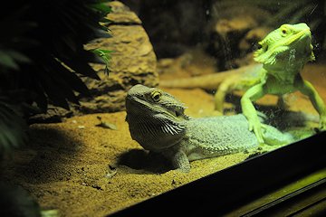 Lizards at Andrew's - February 3, 2013 Lizards at Andrew's - February 3, 2013