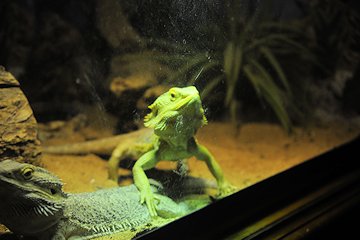 Lizards at Andrew's - February 3, 2013 Lizards at Andrew's - February 3, 2013