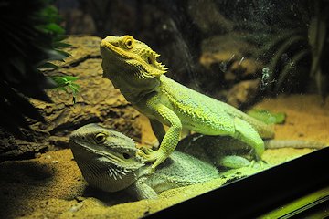 Lizards at Andrew's - February 3, 2013 Lizards at Andrew's - February 3, 2013