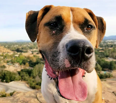 My dog Burner - Fall 2016 My dog Burner - Fall 2016