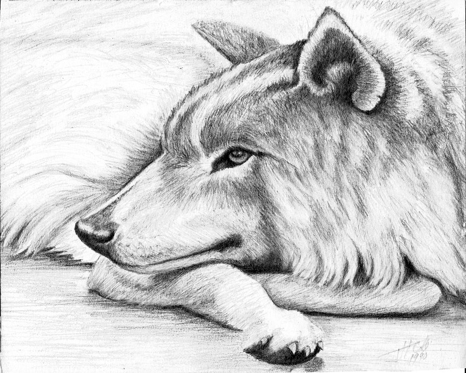 Dog drawing by John Herriott Cole in 1990