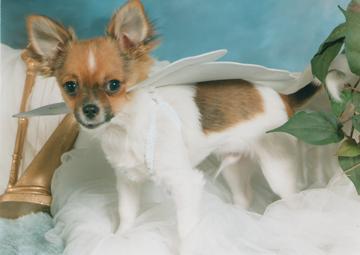 Alfie as an Angel - February 2005