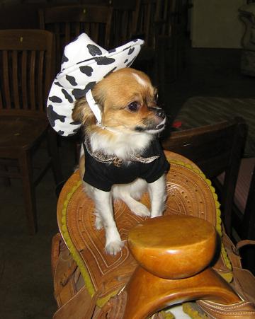 I'm a cowboy - January 2006