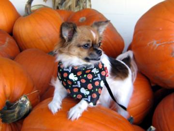 I'm a Pumkin - October 2006