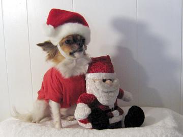 Christmas is coming - December 2006