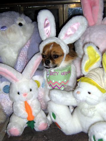 I'm an Easter Bunny - April 2007