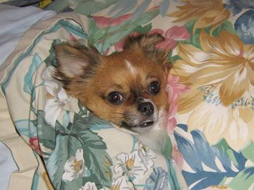 Hey - It's me, Alfie - April 2007