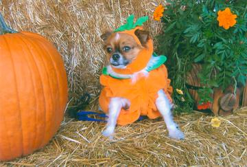 I'm a pumpkin this year - November 2007