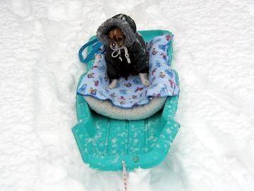 Hey! Riding a sled in the snow is fun - January 2008