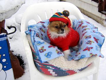 My bed's a lot warmer than that sled - January 2008