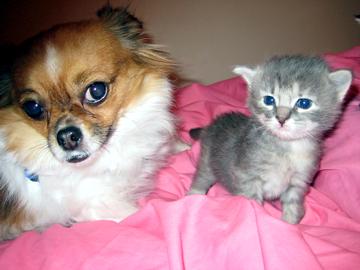 Me and my kitten friend April 2008