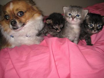 Me and my kitten friends April 2008