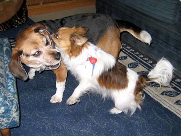 Saba, have you heard the gossip about ... - June 2008