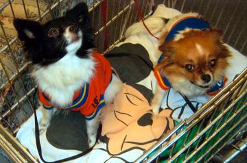 Alfie and cousin Taco - February 2009