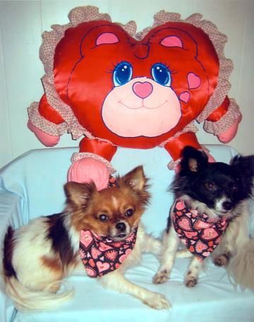 Alfie and cousin Taco - February 2009