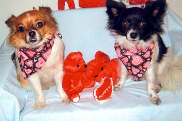 Alfie and cousin Taco - February 2009