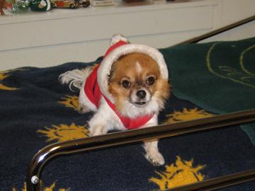 Alfie at Tony's for Christmas 2010